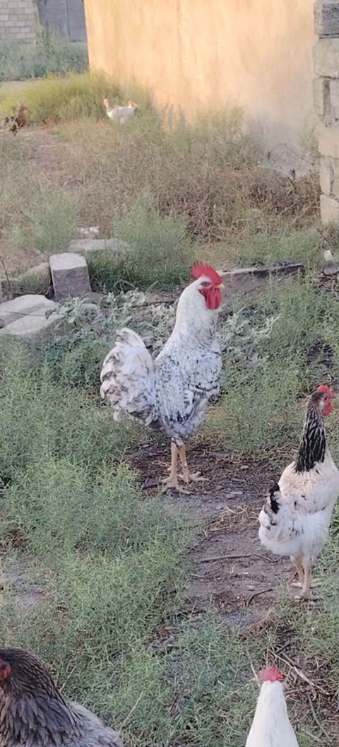 7 aylıq xarkov tam sağlam lider ruhlu məsləhət görərdmki yaxınan