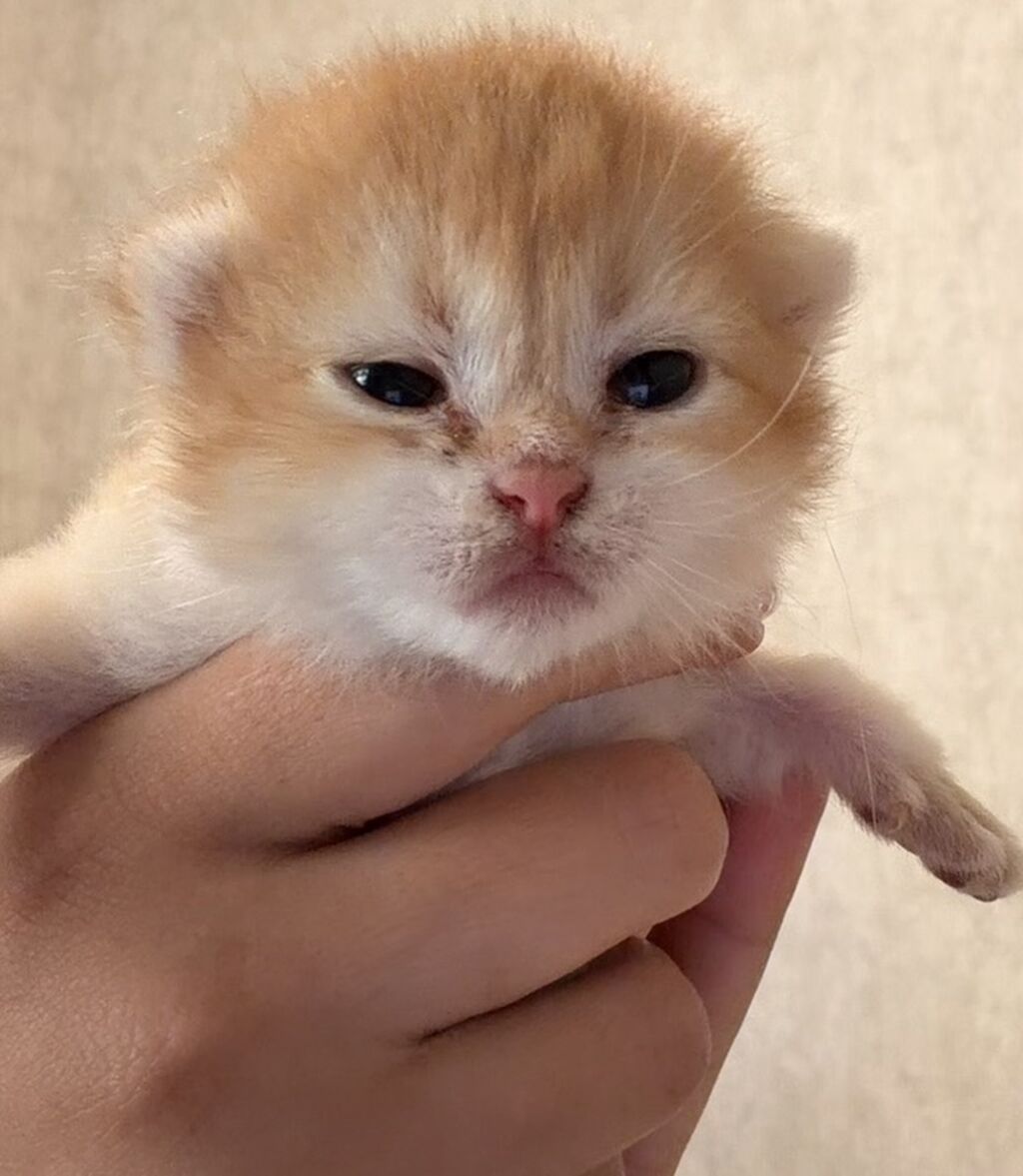 Qızıl şinşilla, Erkək, Dişi, Yaxşı əllərə, Ünvandan götürmə, Ödənişli çatdırılma, Rayonlara çatdırılma — Pişiklər, Digah (3)