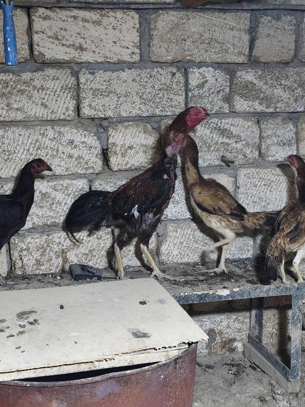 Toyuq cücələri, Damazlıq — Heyvanlar, Masazır (3)