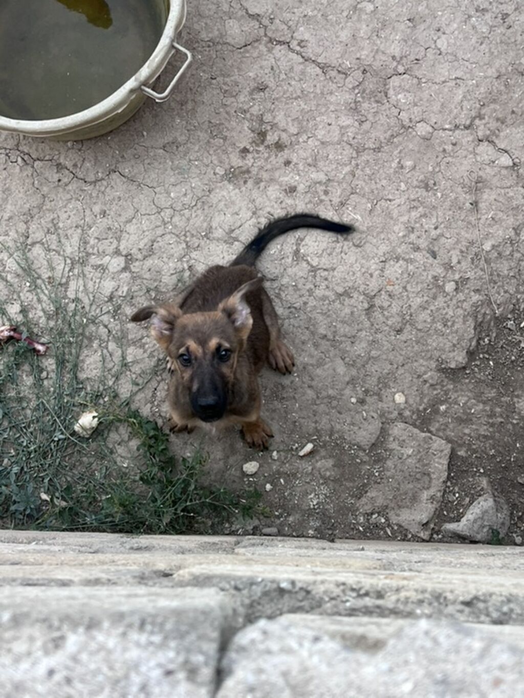 Alman çoban iti, 3 ay, Erkək, Peyvəndli — Heyvanlar, Xırdalan (10)