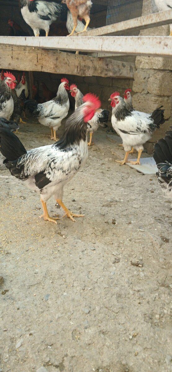 Xoruzlar — Quşlar, Sumqayıt (4)