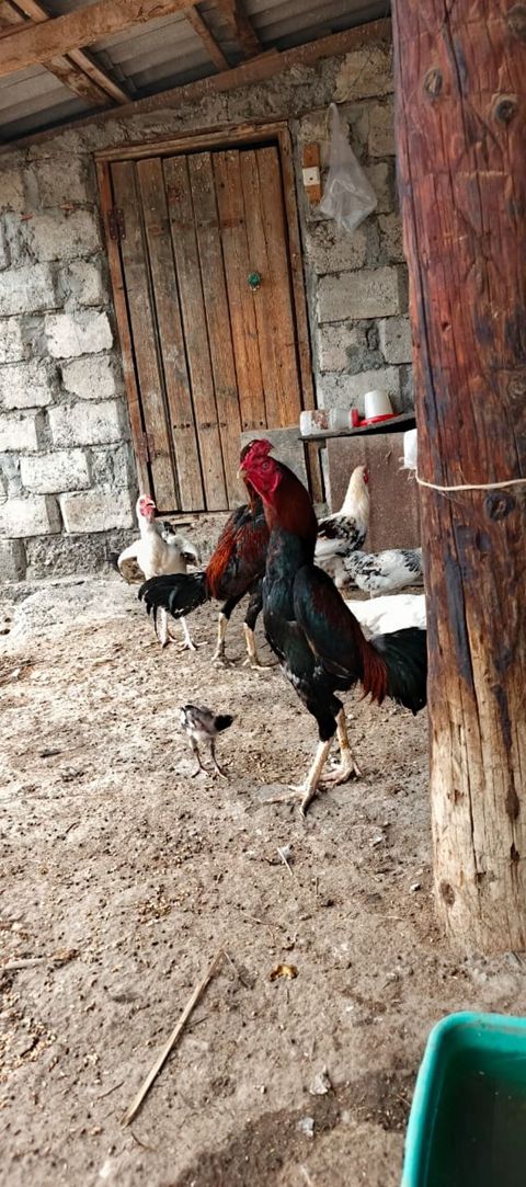 12 ayina kecib tam saglam aktib becedi .temiz qan temiz cins qapisine