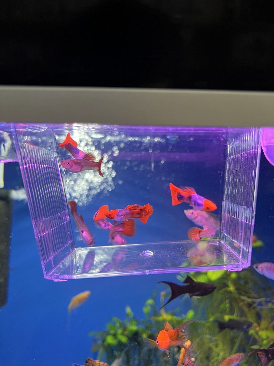 Koi quppi — Akvariumlar və balıqlar, Bakı