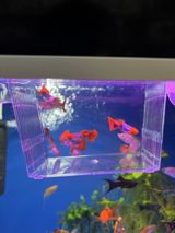 Koi quppi — Аквариумы и рыбы