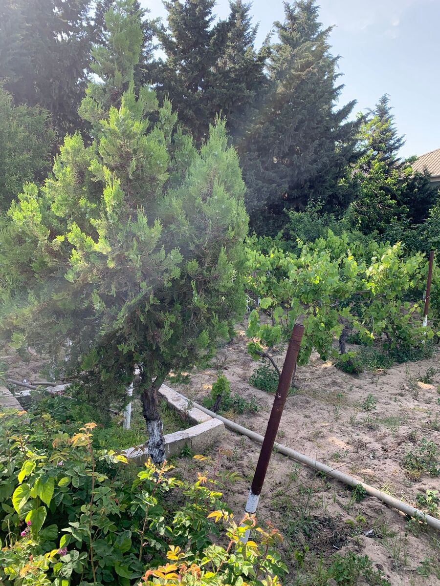 Satılır torpaq 12 sot — Torpaq, Bakı (6)