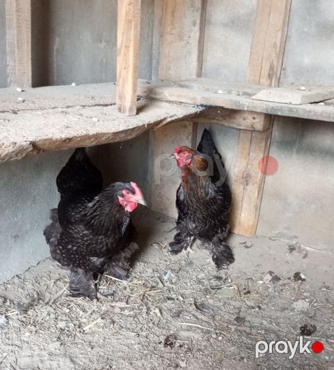 2 diş brama yumurta düşüblər 1 i 35 manat endirim olacaq buların