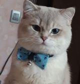 Şinşilla pişiyi (cütləşdirmək üçün) — Кошки