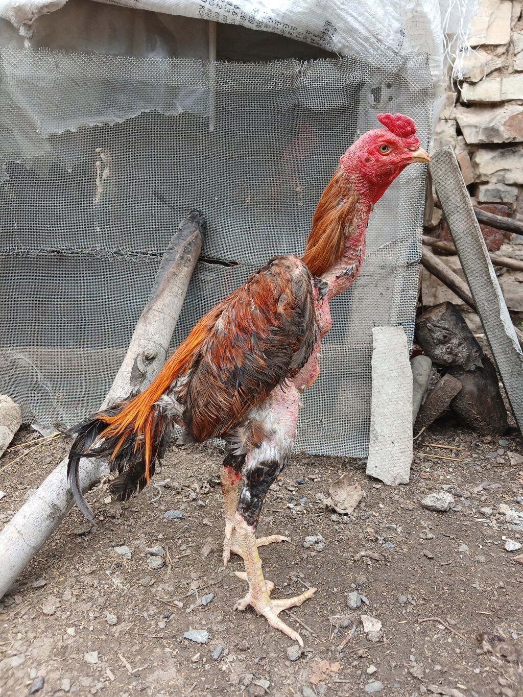 Bir gözü kör xoruz satılır