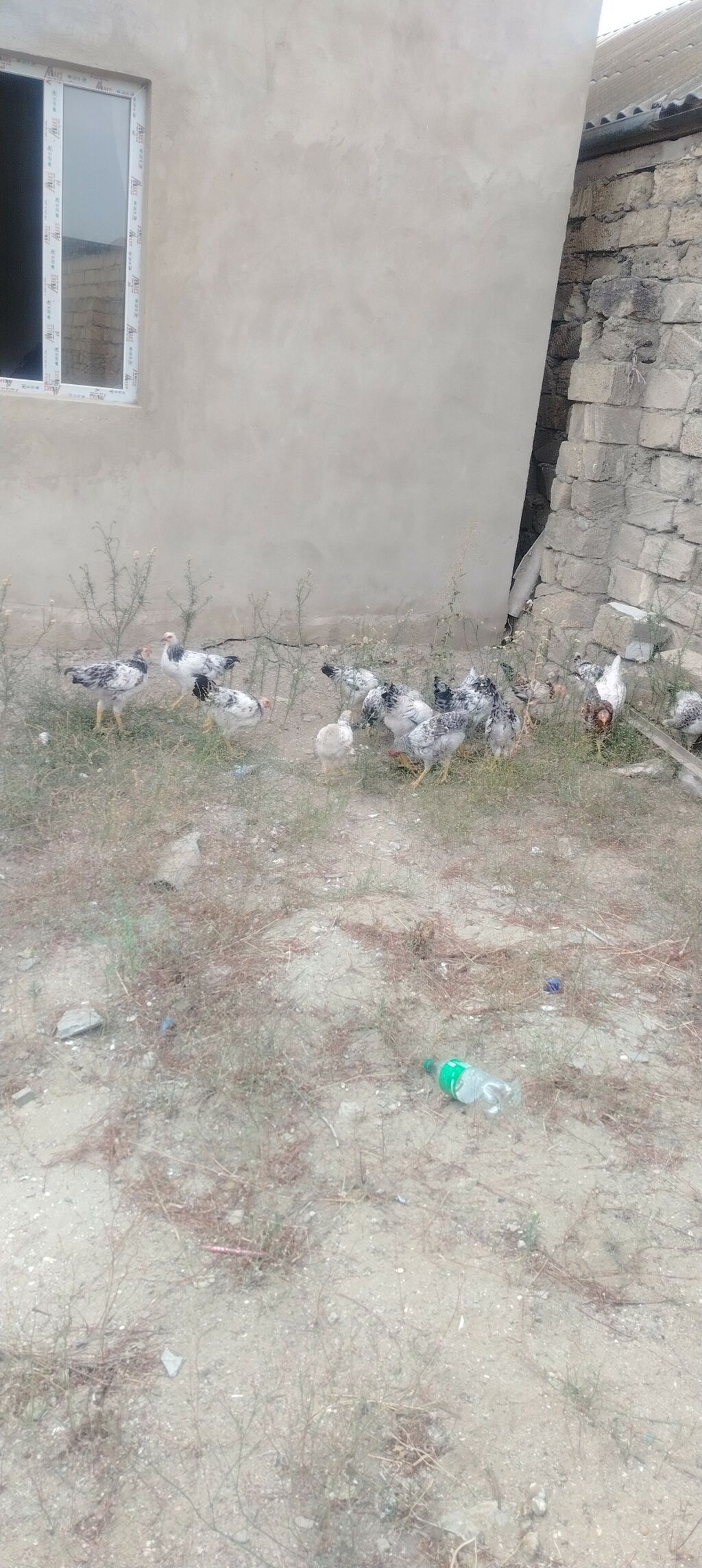 Toyuq, Damazlıq, Ünvandan götürmə — Heyvanlar, Digah
