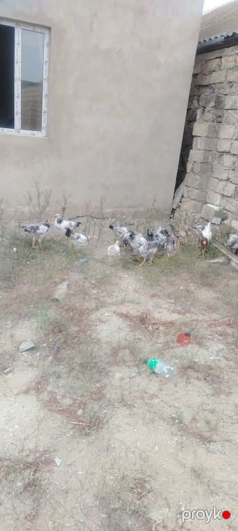 Toyuq, Damazlıq, Ünvandan götürmə