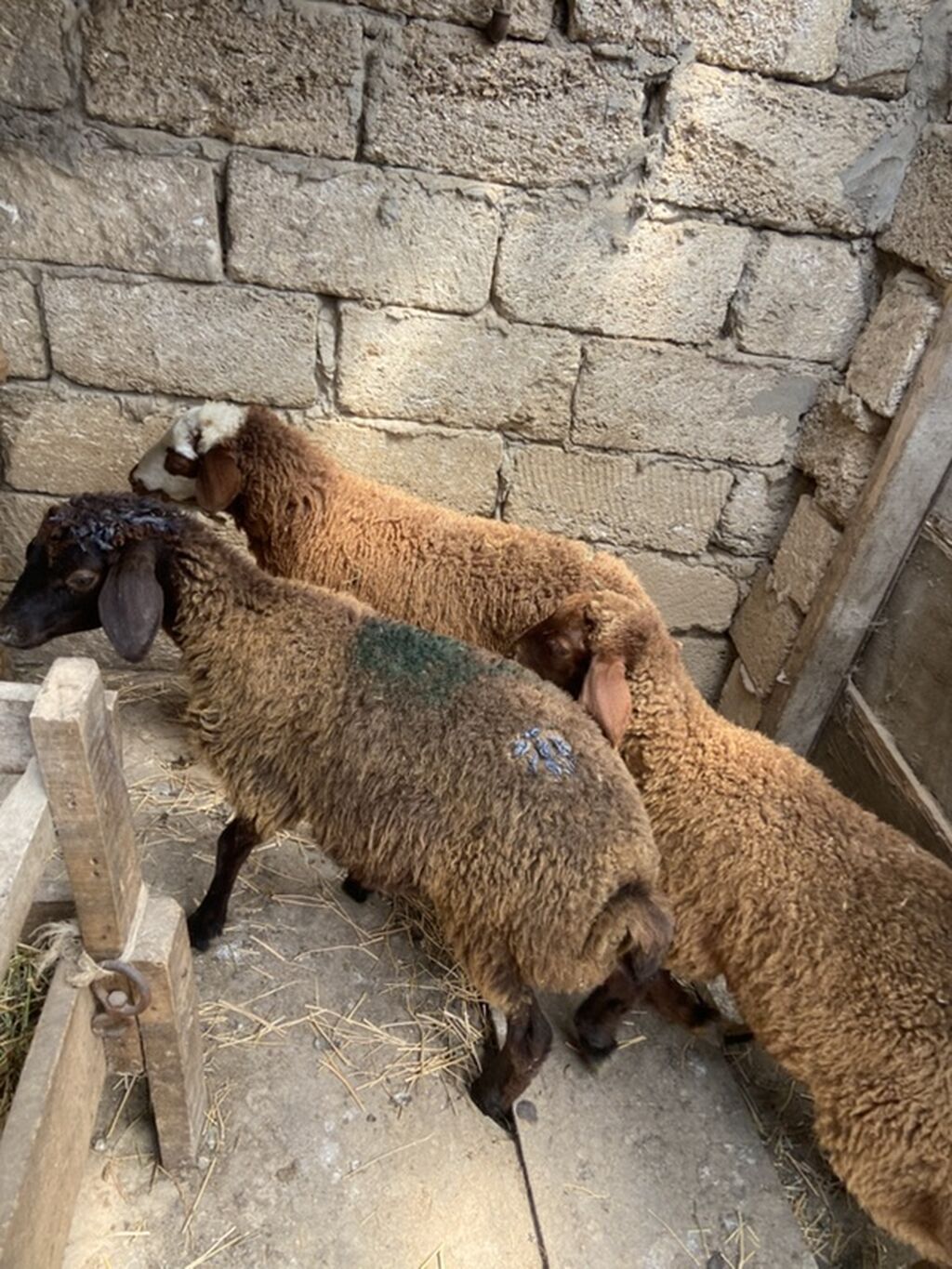 Qoyun və quzu dəsti. “”Erkək qala quzular”” - Şəkillərdəki kimi 3 baş — Kənd təsərrüfatı heyvanları, Digah (4)