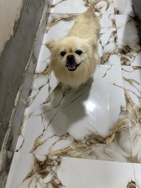 Pekines, Erkək, Sənədli, Ünvandan götürmə — Bakı