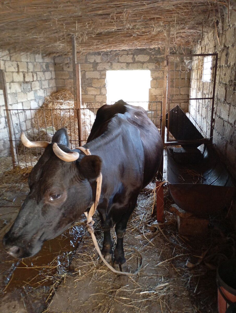 İnək — Heyvanlar, Salyan (7)