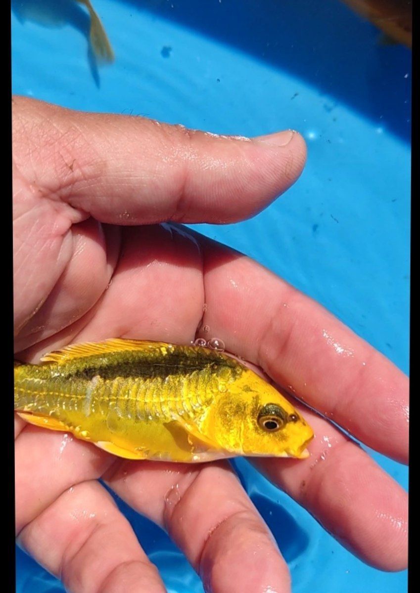 Koi balıqları — Akvariumlar və balıqlar, Bakı (6)