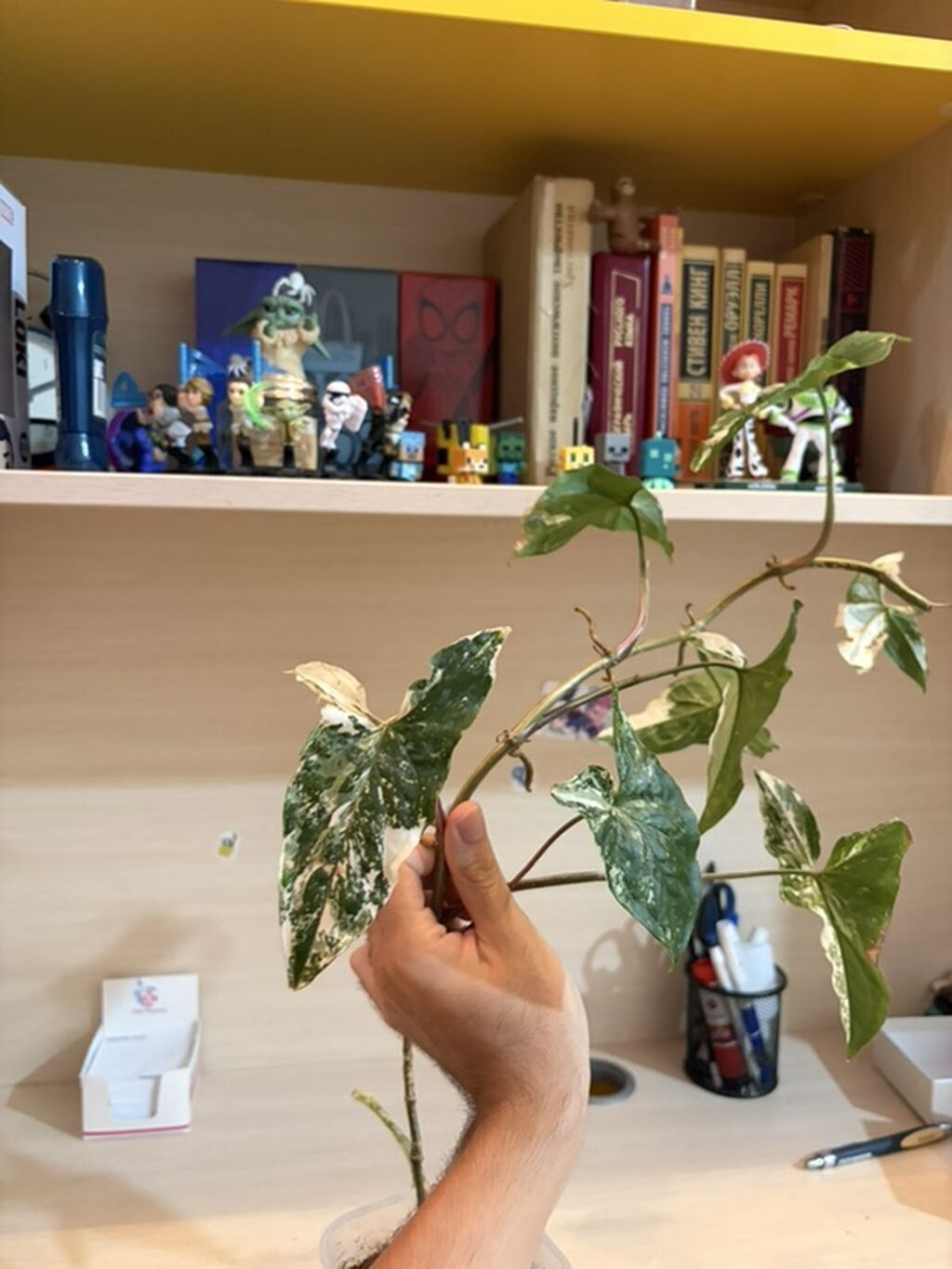 Syngonium podophyllum “Albo Variegata” – variegasiyalı otaq bitkisi - — Mallar, Bakı (2)