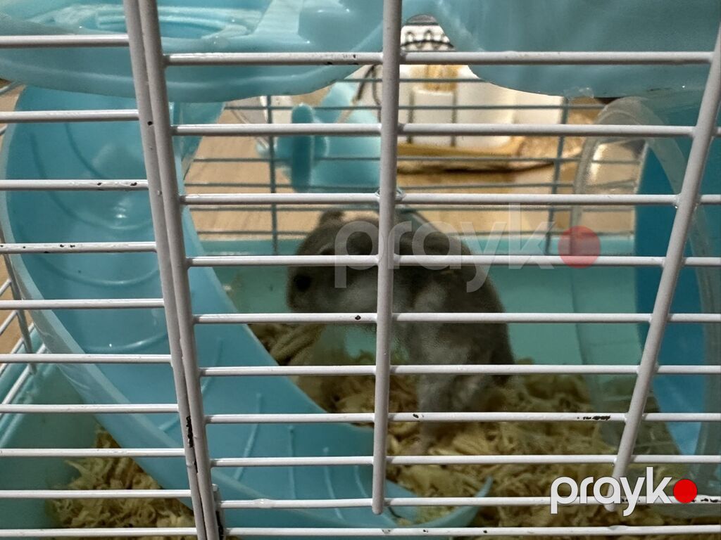 Hamster üçün iki mərtəbəli qəfəs – mavi/ağ Icinde bir eded hemster — Qəfəslər, Bakı (8)