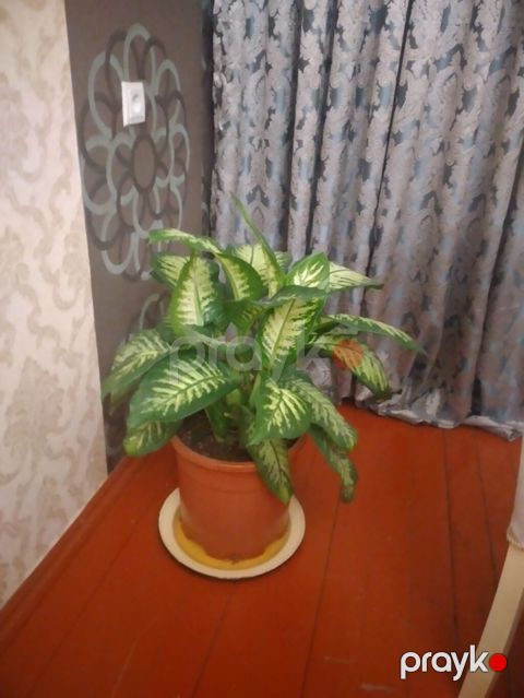 Daxili otaq bitkisi – Dieffenbachia (diftenbaxiya) - Növ: Yarpaqları