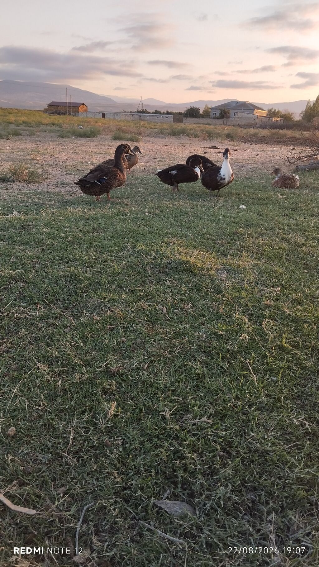 Digər quşlar — Quşlar, Siyəzən (2)