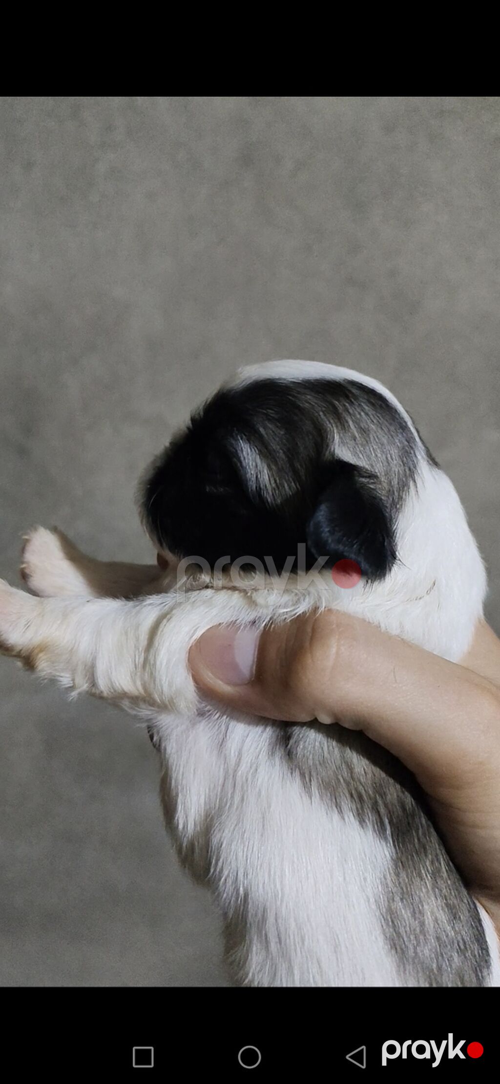 Pekines, 1 ay, Dişi, Peyvəndli, Ödənişli çatdırılma — Heyvanlar, Digah (2)
