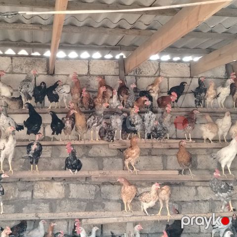 Qarışıq yerli toyuq və xoruz sürüsü - Cinslər: yerli qarışıq (ağ