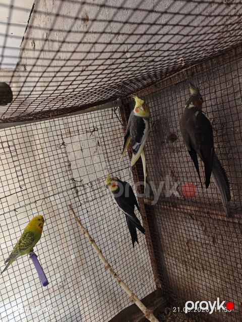 Korellalar satılır hamsı birlikdə 100 ₼ qəfəs daxil deyil 1 i 7 ayına