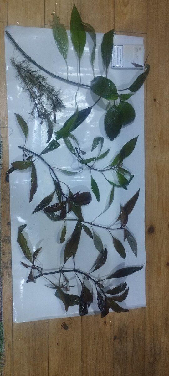 Akvarium bitkiləri — Akvariumlar və balıqlar, Bakı (6)