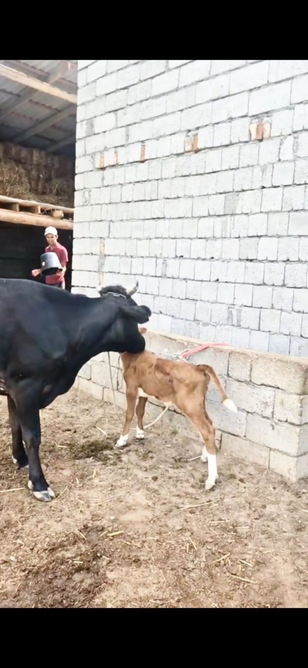 Satılır inək və yanında bala. Qara-ağ rəngli, süd istiqamətli — Heyvanlar, İsmayıllı (4)