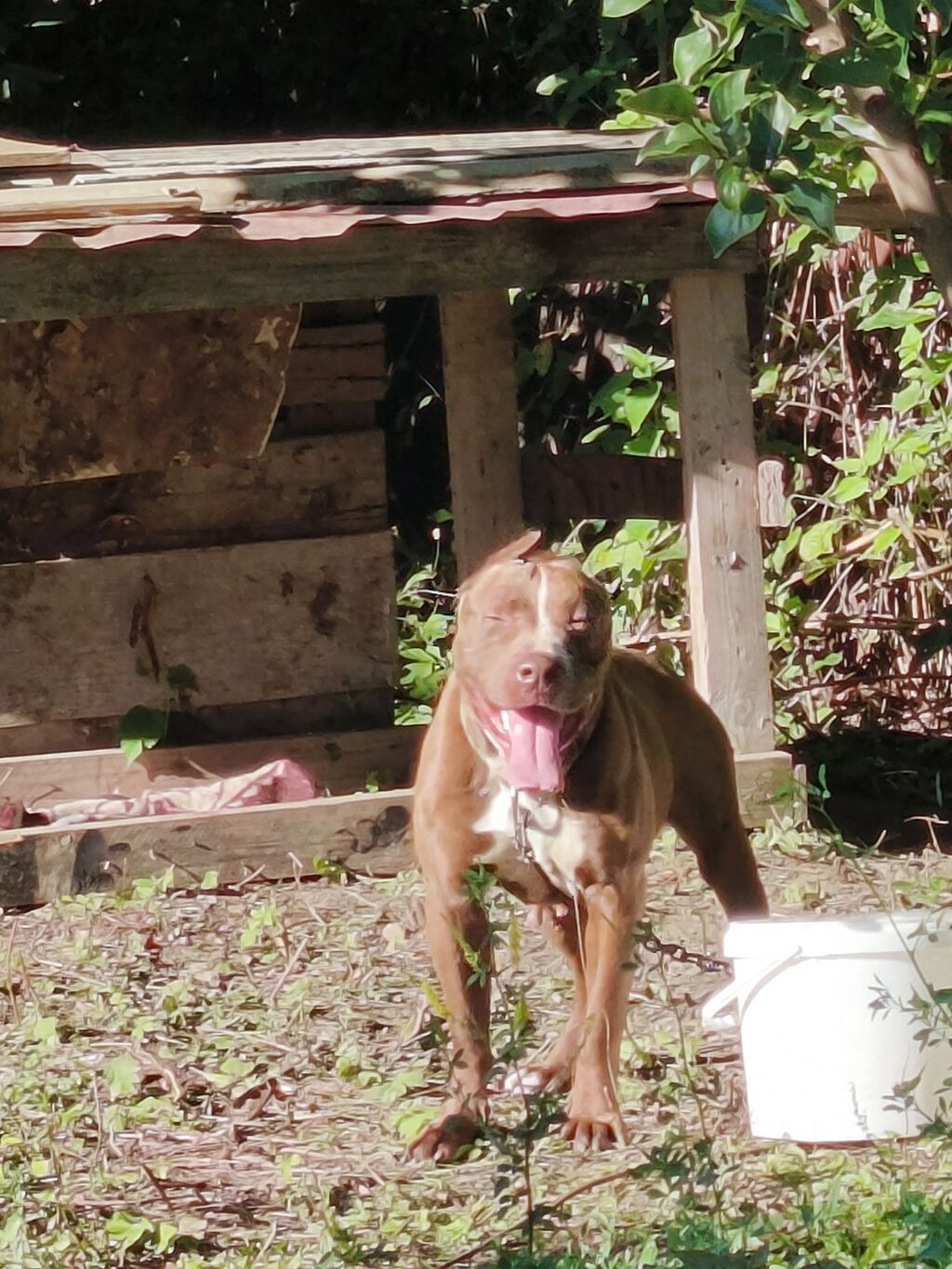 Pitbul, Dişi, Peyvəndli, Ünvandan götürmə — Heyvanlar, Ağstafa (4)