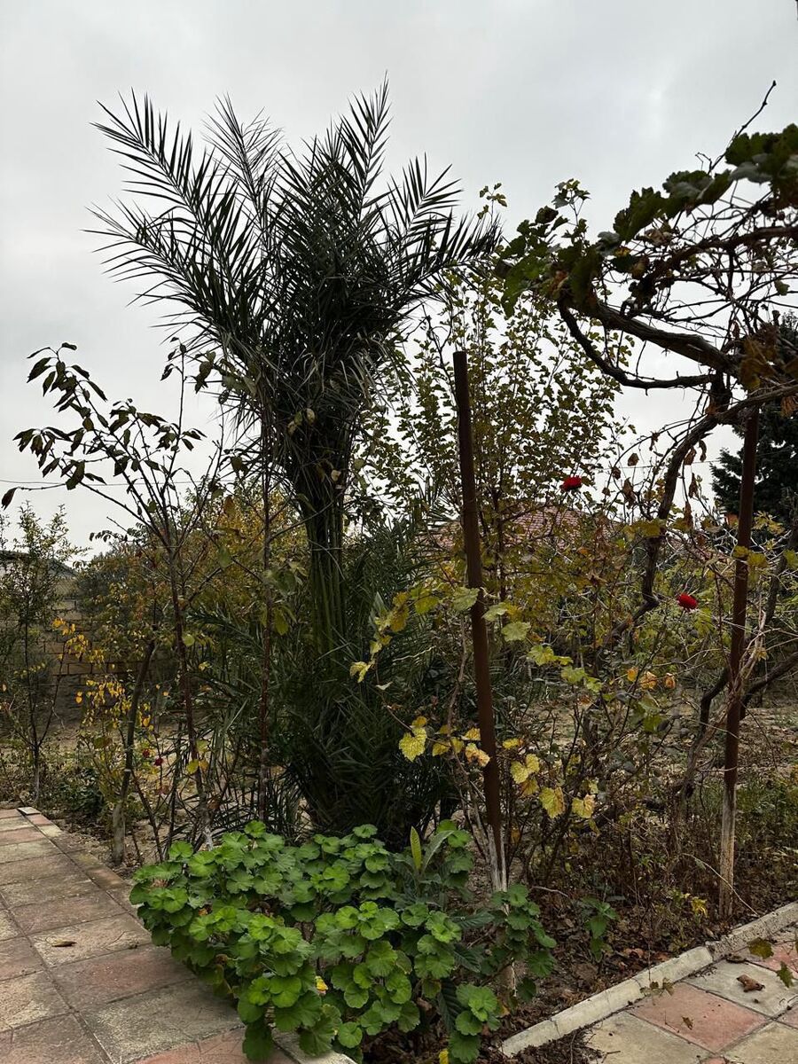 Həyət evi, Hövsan qəs. — Daşınmaz əmlak, Bakı (4)