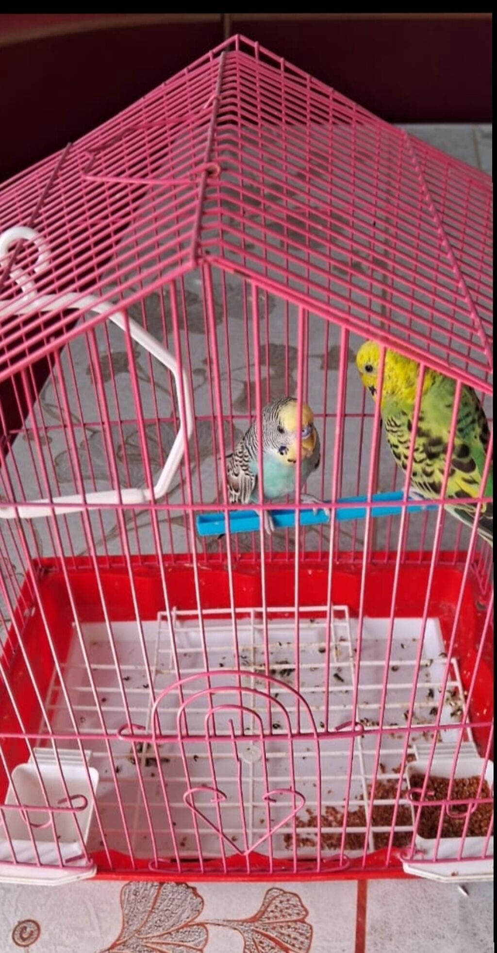 Dekorativ quş qəfəsi ilə birlikdə 2 ədəd bülbülquşu (muhabbet quşu)