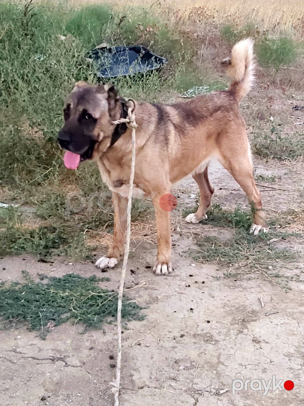 Kanqal, Erkək — Heyvanlar, Digah (3)