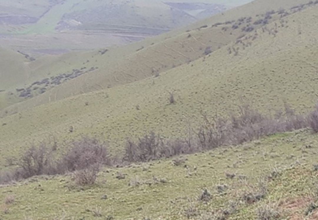 Satılır torpaq 2000 sot — Torpaq, Şabran (2)