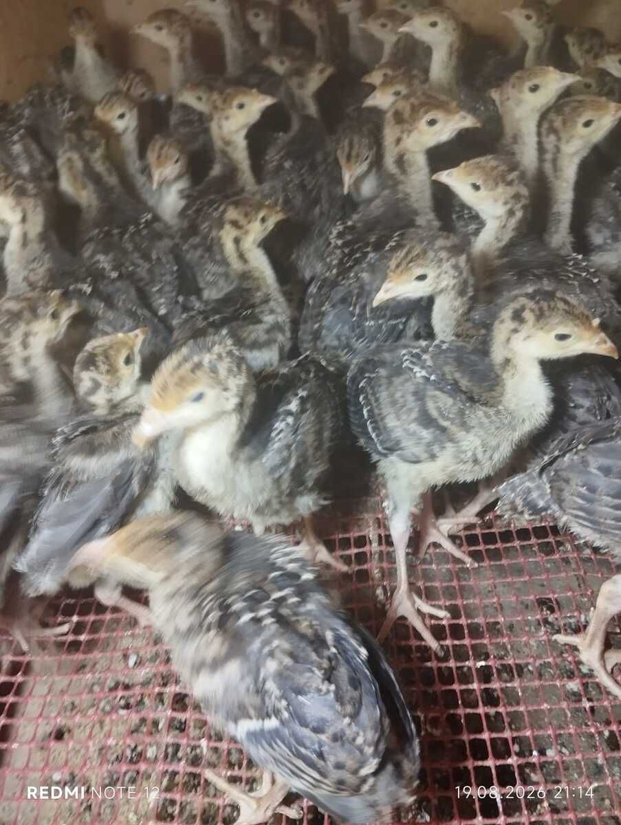 Hinduşka balaları — Quşlar, Ağdam (3)