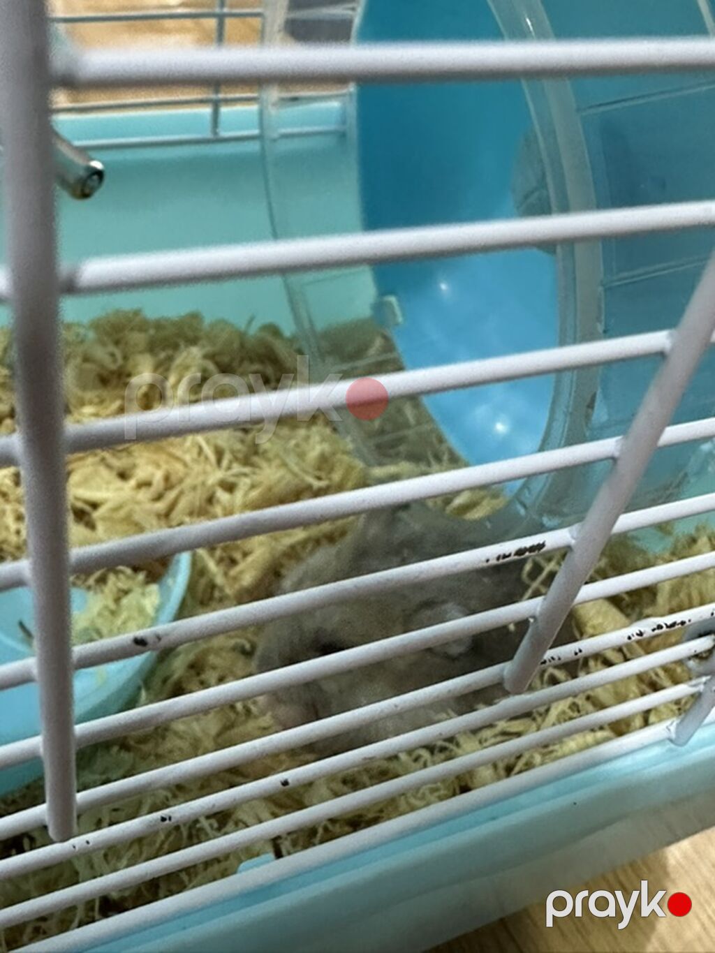 Hamster üçün iki mərtəbəli qəfəs – mavi/ağ Icinde bir eded hemster — Qəfəslər, Bakı (6)