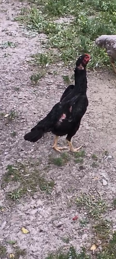 Heyratı fərə