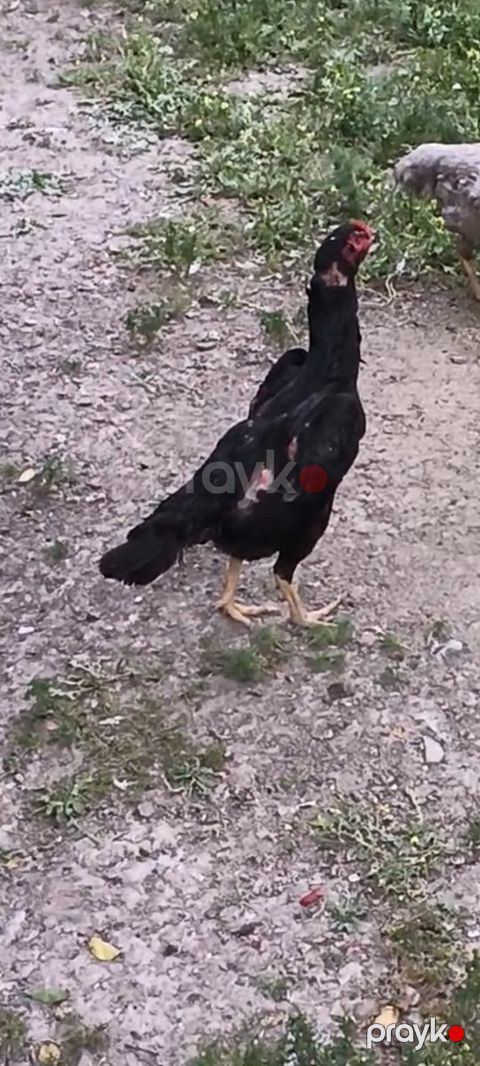 Heyratı fərə