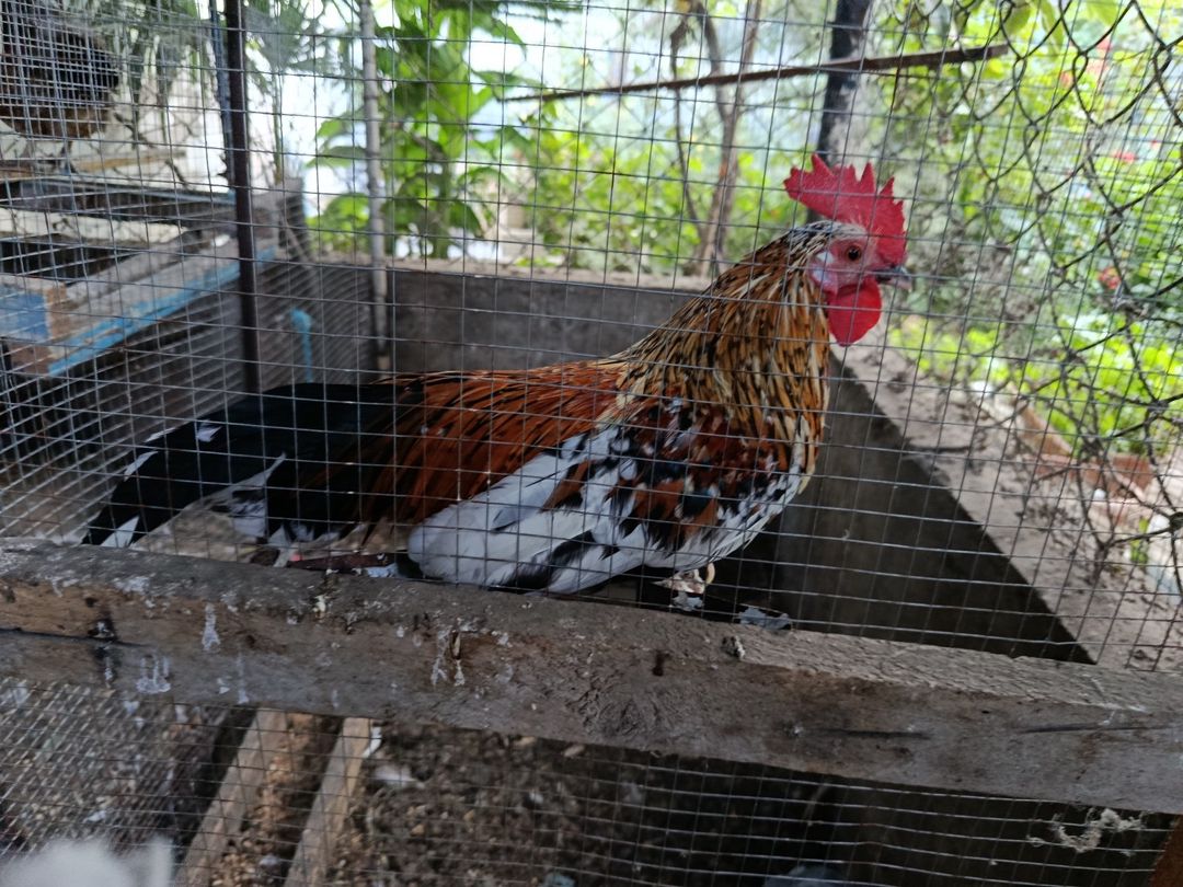 Yaponka xoruzu — Toyuq və xoruz, Bakı (4)