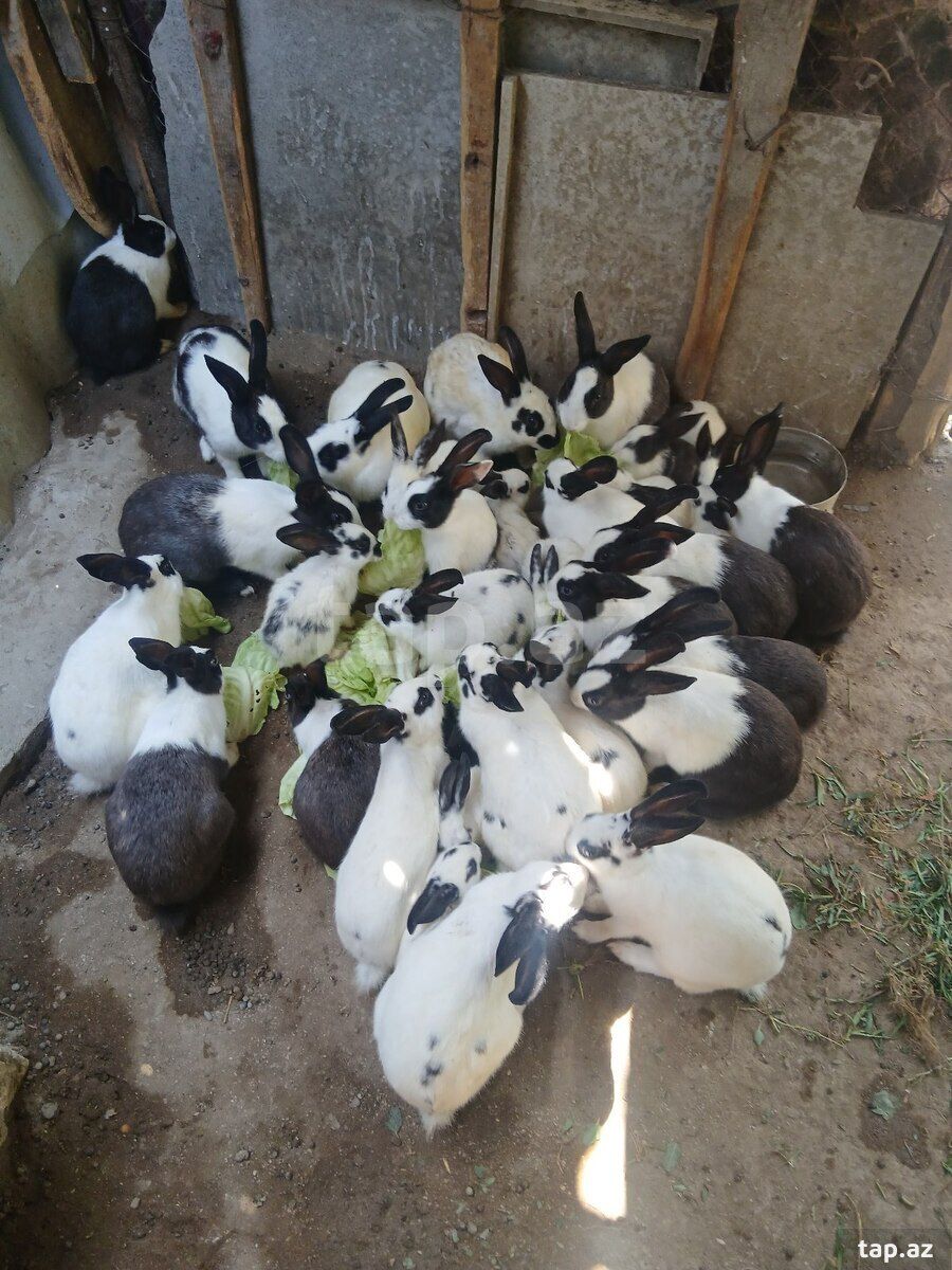 Dovşanlar — Dovşanlar, Sumqayıt (2)