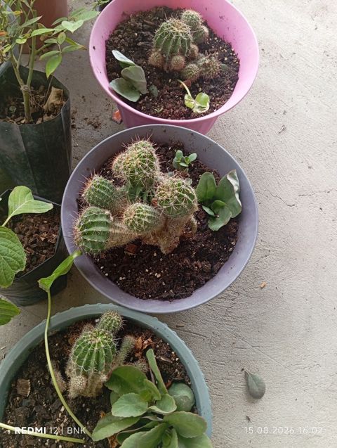 Succulent və kaktus dəsti - 3 ədəd ayrı saksıda kaktus kolleksiyası -