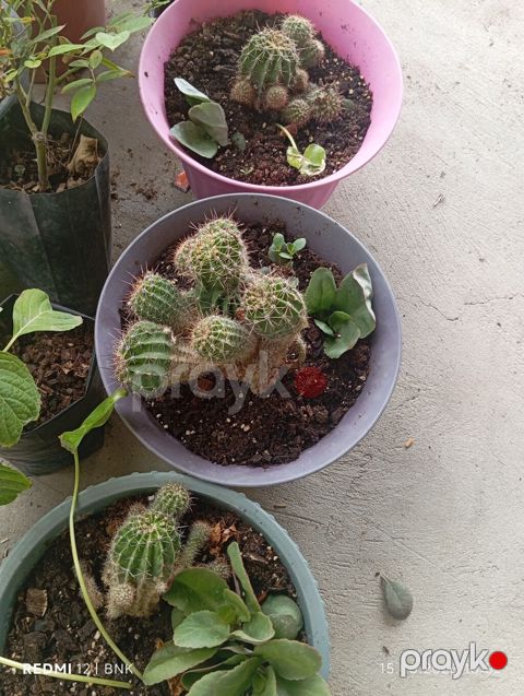 Succulent və kaktus dəsti - 3 ədəd ayrı saksıda kaktus kolleksiyası - — Digah