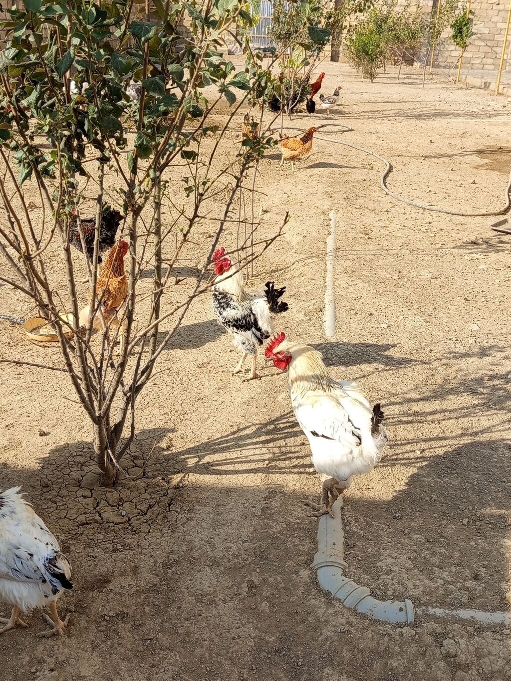 Kend toyuqu xoruzu selebrez xarkov cinsleri var 6 ayliq. Teze — Heyvanlar, Şirvan (4)