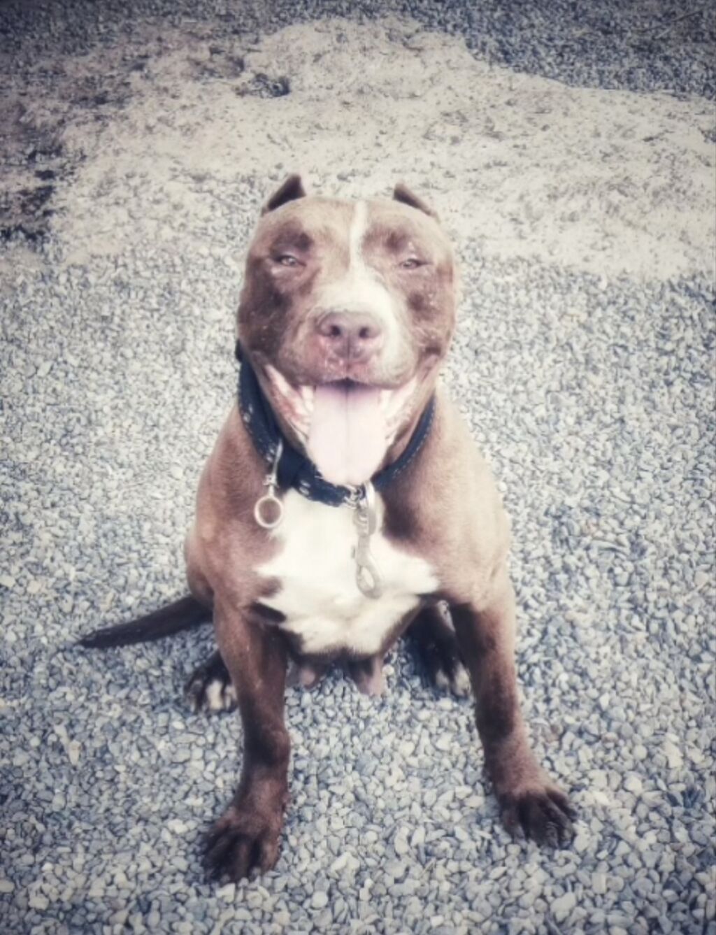 Pitbul, 4 il, Dişi — Heyvanlar, Ağstafa (3)