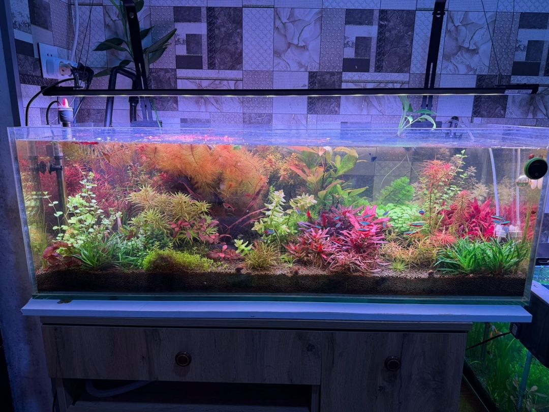 Akvarium bitkiləri — Akvariumlar və balıqlar, Bakı (3)