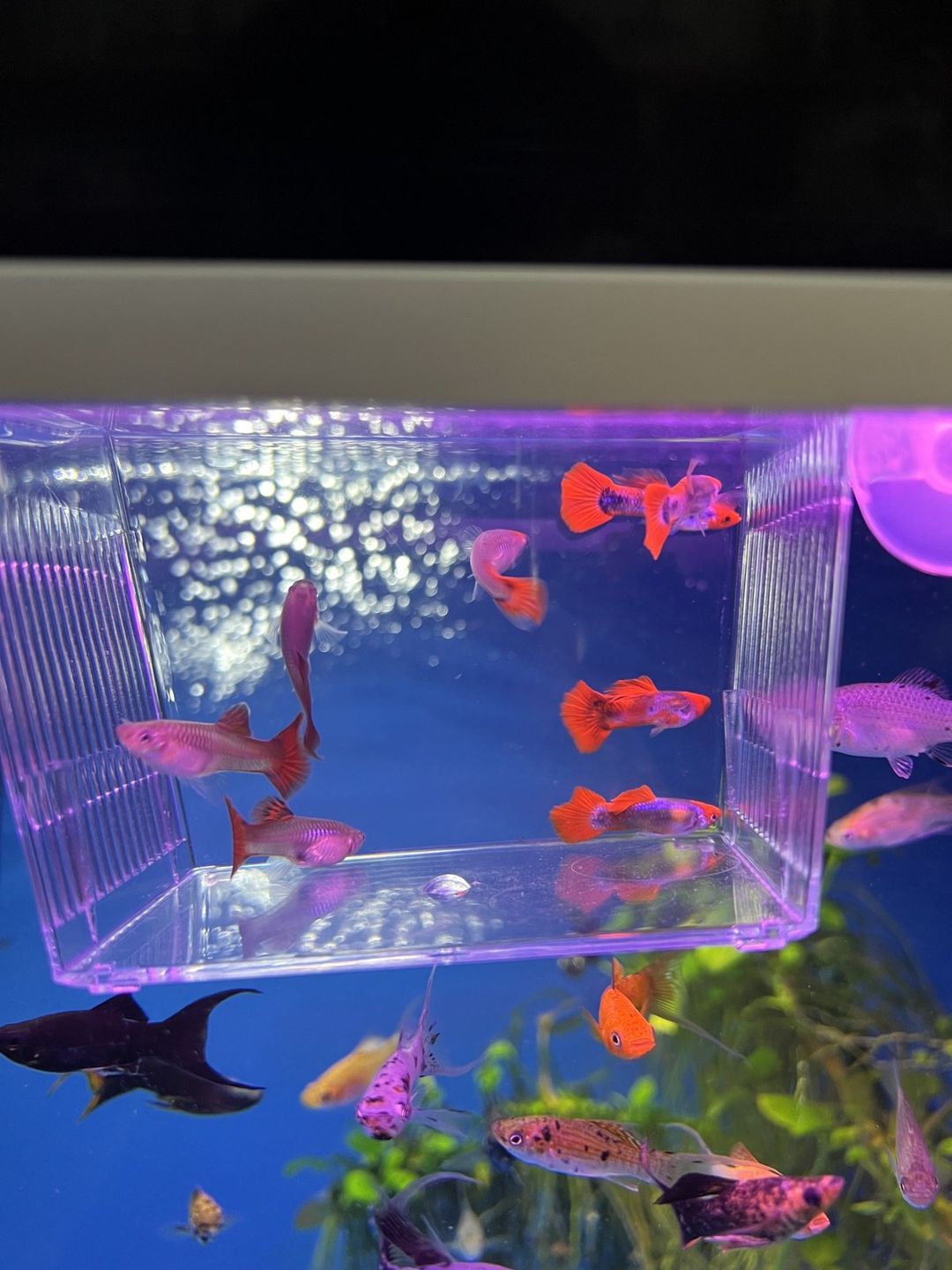 Koi quppi — Akvariumlar və balıqlar, Bakı (3)