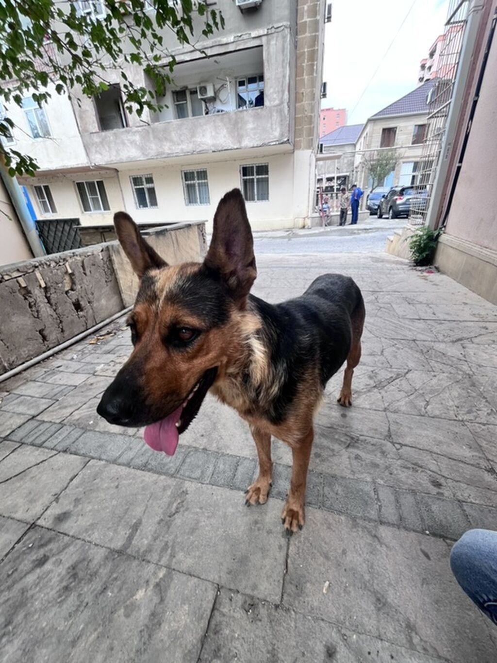 Alman çoban iti — Heyvanlar, Qobu (2)