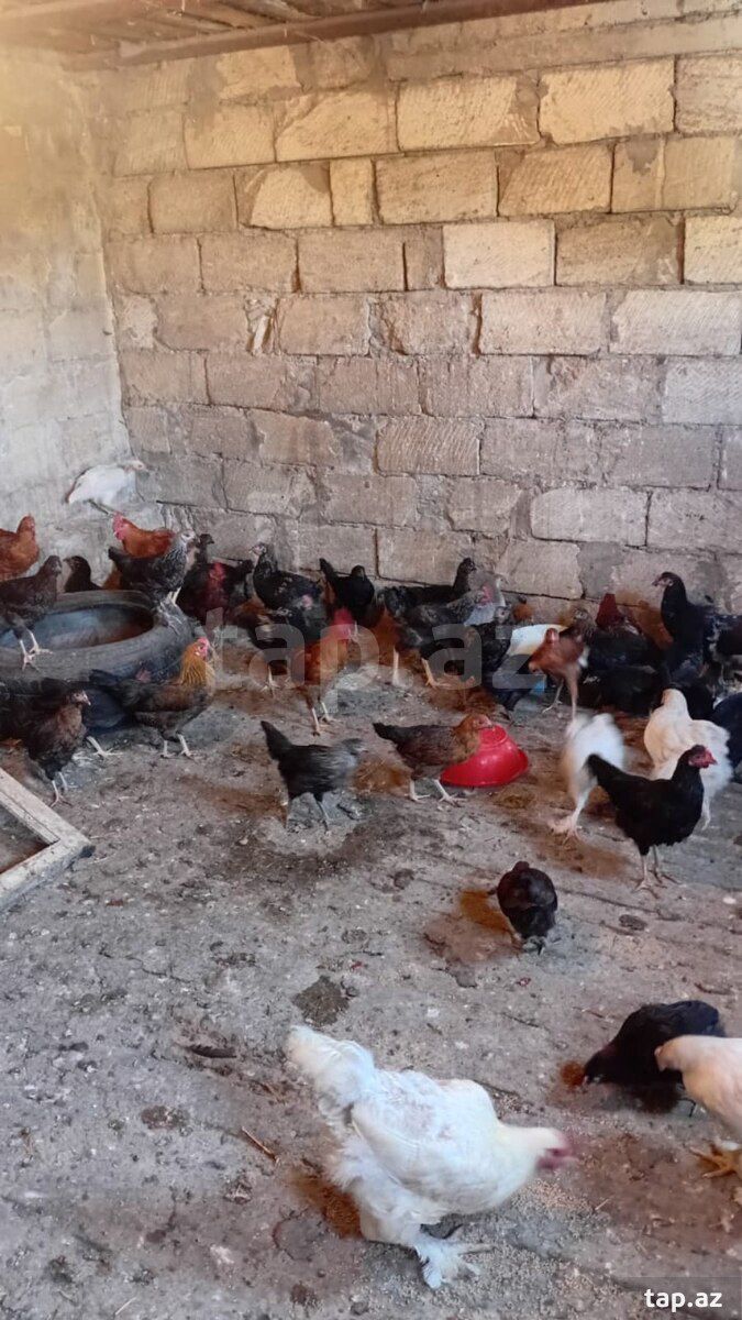 Kənd çolpaları — Quşlar, Sumqayıt (3)