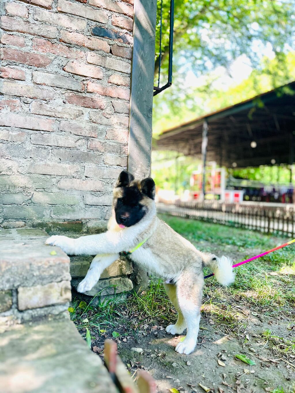 Amerikan Akita balası - Cins: Amerikan Akita (təmiz cins görkəm) - — Heyvanlar, Quba (5)
