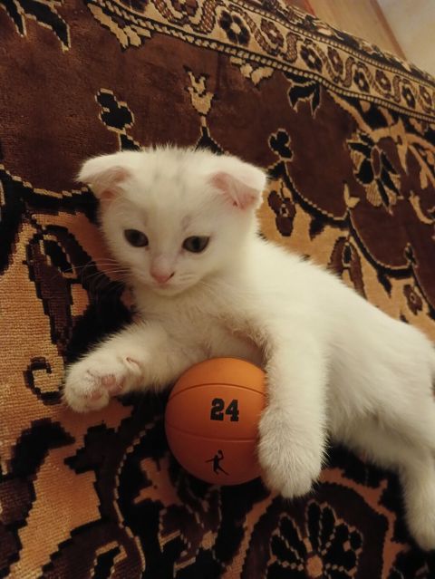 Scottish Fold pişik satılır