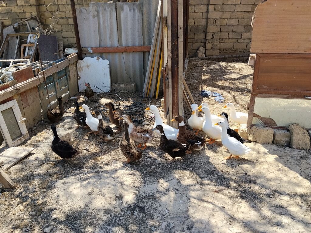 Erkək, Damazlıq, Ünvandan götürmə — Heyvanlar, Mehdiabad (8)