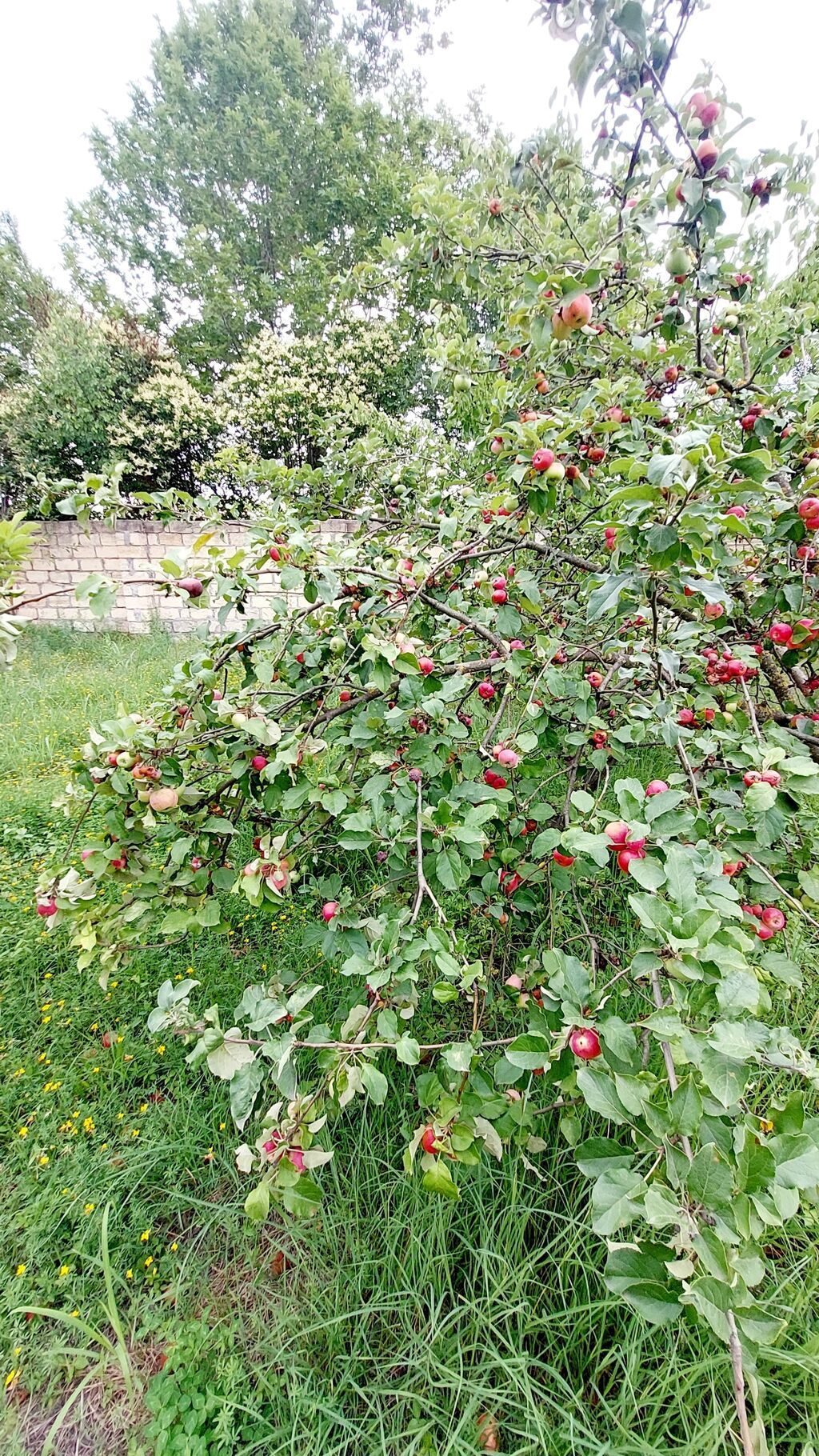 24 sot, Tikinti, Mülkiyyətçi, Kupça (Çıxarış) — Torpaq, Göyçay (9)